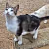 Anhänglicher u. liebevoller Kater Mickey