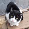 Verspielte kleine Katze Ibi