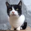 Verspielte kleine Katze Ibi