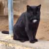 Verschmuster Kater Brujo