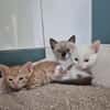 Kitten-Geschwister Tofu, Trufa & Turron