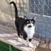 Wunderschöne Katze Ratona