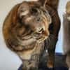 Hübsche, freundliche Katze Margaret