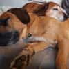 Toller♥Taro♥ wartet in 24885 Sieverstedt