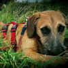 Toller♥Taro♥ wartet in 24885 Sieverstedt