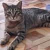 Verspielter Kater Ausias