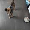 Sanfte Neila🌺 sucht liebe Hundekenner