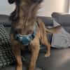 Sanfte Neila🌺 sucht liebe Hundekenner