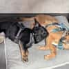 Sanfte Neila🌺 sucht liebe Hundekenner