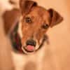 Foxi, lebensfroher Foxterriermix, ca.2J