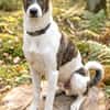 Mezzo -Traumhund auf Körbchensuche!