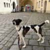 Mezzo -Traumhund auf Körbchensuche!