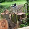 Mezzo -Traumhund auf Körbchensuche!