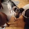 Liebe Hundeomi KATE sucht ♥