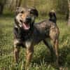 Walley-Traumhund sucht Traum Zuhause