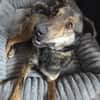Walley-Traumhund sucht Traum Zuhause