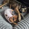 Walley-Traumhund sucht Traum Zuhause