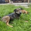Walley-Traumhund sucht Traum Zuhause