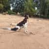 TOMMY sucht liebevolles Zuhause