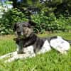 TOMMY sucht liebevolles Zuhause