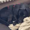♥Sammy♥ in 66583 Spiesen-Elversberg