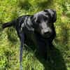 ♥Sammy♥ in 66583 Spiesen-Elversberg