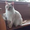 Lupita sucht als Einzelkatze mit Freigan