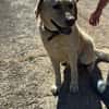 Leon Labrador Mix