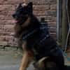 Verspielter Bruno sucht sein Zuhause