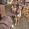 Bruno - fast perfekter Begleiter
