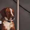 Tommy sucht seine Menschen