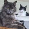 Tiki & Sophie Dreamteam sucht Familie