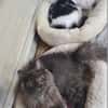 Tiki & Sophie Dreamteam sucht Familie