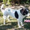 Mata - liebevoll und lernwillig