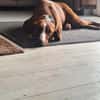 💕Maya 💕 sucht ihre Familie