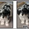 Billy réservé