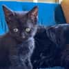 Babylone [Chaton]