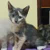 BABETH Chaton femelle type européen