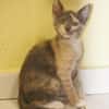 BABETH Chaton femelle type européen