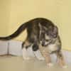 BABETH Chaton femelle type européen