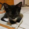 BAGHERRA, chaton femelle type européen