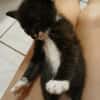 BAGHERRA, chaton femelle type européen