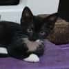 BAGHERRA, chaton femelle type européen