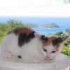 CHAT–KIRA, chaton femelle européen
