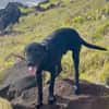 LOCKY, Chiot mâle Croisé Labrador