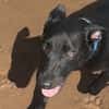LOCKY, Chiot mâle Croisé Labrador