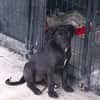 Milady, Femelle junior Croisée Labrador