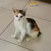 MINA, chaton femelle type européen