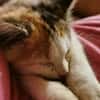 MINA, chaton femelle type européen