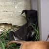 PEARL, chiot Berger Créole femelle